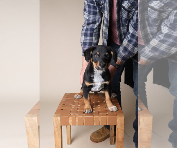 Medium Photo #5 Mutt Puppy For Sale in Garner, NC, USA