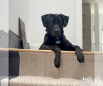 Small #9 Labrador Retriever Mix
