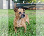 Small Chiweenie