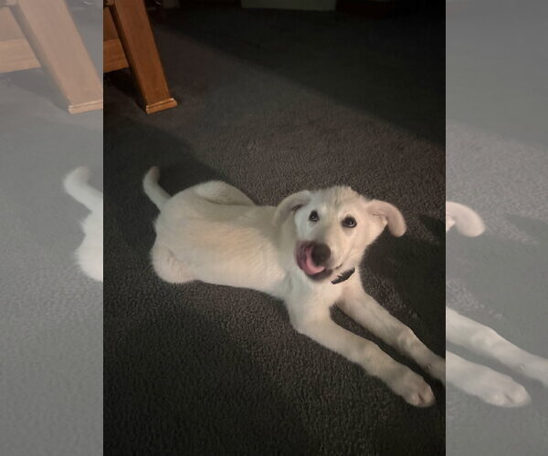 Medium Photo #9 Great Pyrenees Puppy For Sale in Dallas, TX, USA