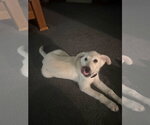 Small #8 Great Pyrenees