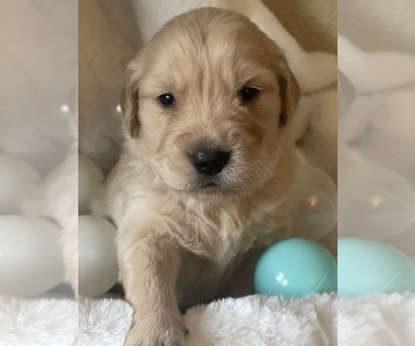 Medium Photo #1 Golden Retriever Puppy For Sale in ANTIOCH, CA, USA