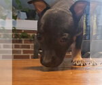 Small #2 Chihuahua