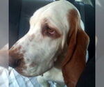 Small #1 Basset Hound
