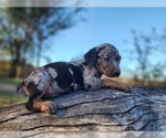 Small #5 Catahoula Leopard Dog