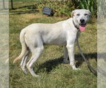Small #3 Catahoula Leopard Dog Mix