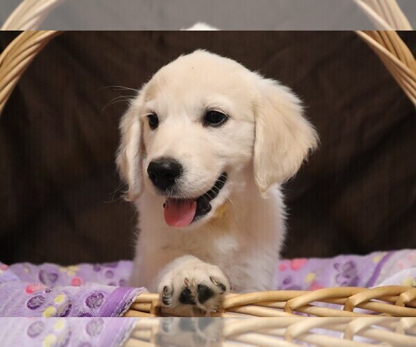 Medium Photo #1 English Cream Golden Retriever Puppy For Sale in LANCASTER, WI, USA