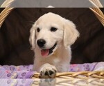 Puppy Chevelle English Cream Golden Retriever