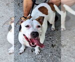 Small #2 American Pit Bull Terrier Mix
