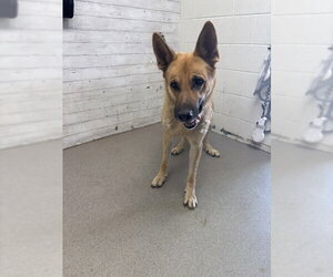 German Shepherd Dog Dogs for adoption in San Bernardino, CA, USA