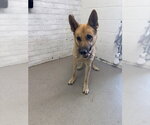 Small German Shepherd Dog