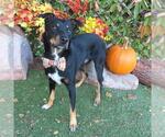 Small #1 Rottweiler Mix