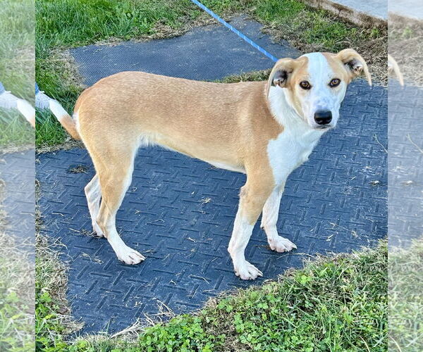 Medium Photo #2 Unknown-Whippet Mix Puppy For Sale in Batavia, OH, USA