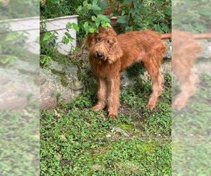 Labradoodle Dogs for adoption in Tenafly, NJ, USA