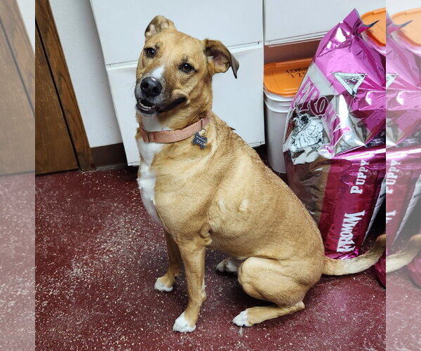 Medium Photo #46 Mutt Puppy For Sale in Fargo, ND, USA