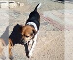 Small Photo #6 Beagle Puppy For Sale in Apple Valley, CA, USA