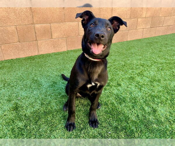 Medium Photo #2 Mutt Puppy For Sale in Moreno Valley, CA, USA