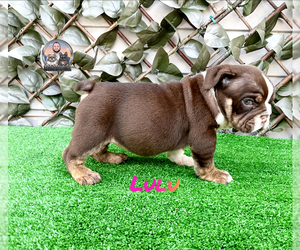 Bulldog Puppy for Sale in LEHIGH ACRES, Florida USA