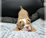 Small #9 Bulldog