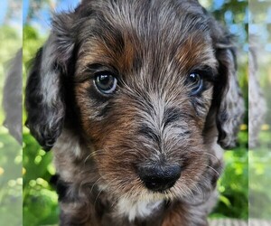 F2 Aussiedoodle Puppy for sale in COLUMBIA, TN, USA