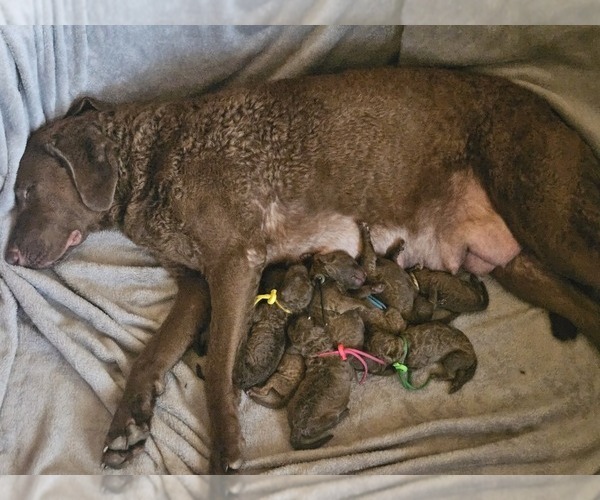 Medium Photo #1 Chesapeake Bay Retriever Puppy For Sale in MERLIN, OR, USA