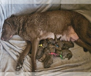 Chesapeake Bay Retriever Puppy for sale in MERLIN, OR, USA