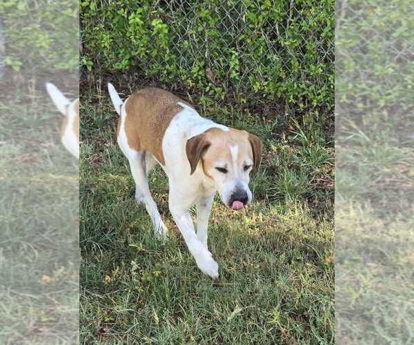 Medium Photo #3 Mutt Puppy For Sale in Glen Allen, VA, USA