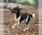 Small #3 Miniature Pinscher