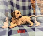 Small #2 Dalmatian