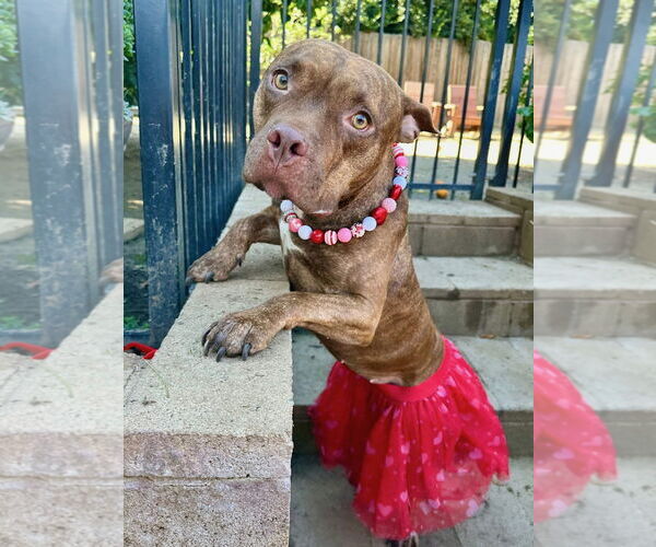 Medium Photo #19 American Pit Bull Terrier-Unknown Mix Puppy For Sale in Redlands, CA, USA