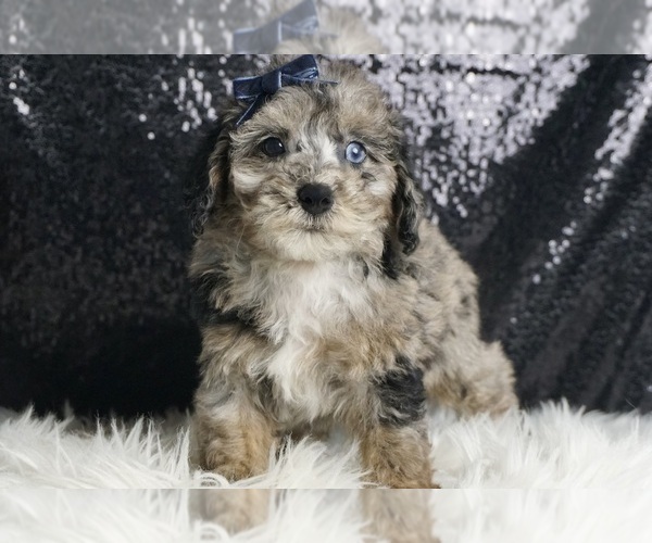 Medium Photo #1 YorkiePoo Puppy For Sale in WARSAW, IN, USA