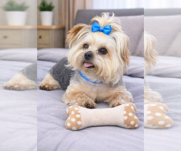 Medium Photo #1 Mutt Puppy For Sale in Bon Carbo, CO, USA