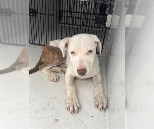 Medium Photo #1 Catahoula Leopard Dog-Unknown Mix Puppy For Sale in Houston, TX, USA