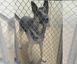 Small German Shepherd Dog Mix