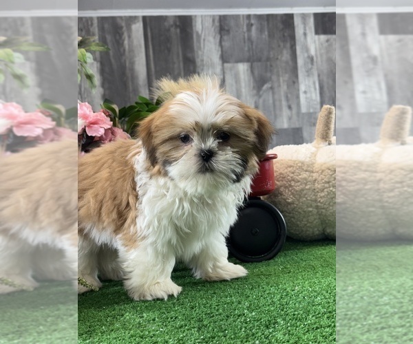 Medium Photo #5 Shih Tzu Puppy For Sale in CANOGA, NY, USA