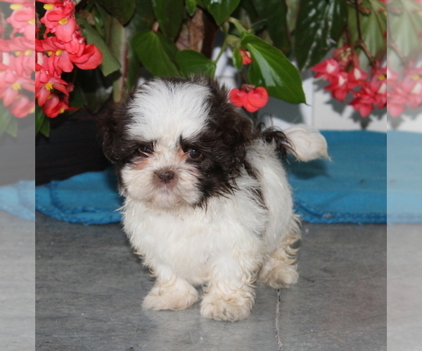 Medium Photo #2 Zuchon Puppy For Sale in QUARRYVILLE, PA, USA