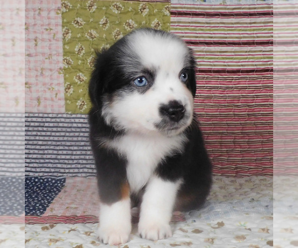 Medium Photo #10 Miniature Australian Shepherd Puppy For Sale in HARRISON, OH, USA