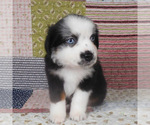 Small #9 Miniature Australian Shepherd