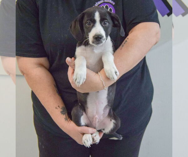 Medium Photo #3 Beagle-Pointer Mix Puppy For Sale in Huntley, IL, USA