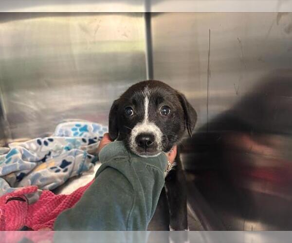 Medium Photo #1 Border Collie-Unknown Mix Puppy For Sale in Grand Prairie, TX, USA