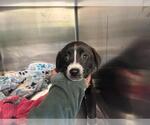 Small Border Collie Mix