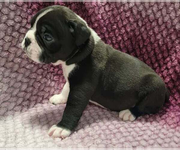 Medium Photo #6 Olde English Bulldogge Puppy For Sale in ATHOL, ID, USA
