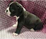 Small #5 Olde English Bulldogge