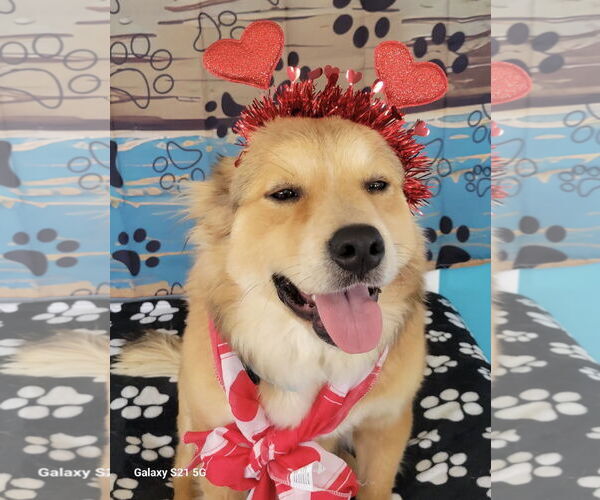 Medium Photo #3 Border Collie-Golden Retriever Mix Puppy For Sale in Mt. Laurel, NJ, USA