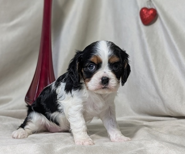 Medium Photo #2 Cavalier King Charles Spaniel Puppy For Sale in GOSHEN, IN, USA