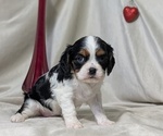 Small #1 Cavalier King Charles Spaniel