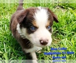 Puppy Blue Collar Border Collie