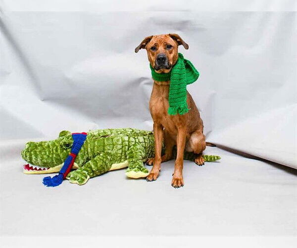 Medium Photo #2 Mutt Puppy For Sale in Sanford, FL, USA