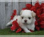Small #17 Shih Tzu