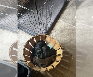 Labrador Retriever Puppy for sale in GOODSON, MO, USA